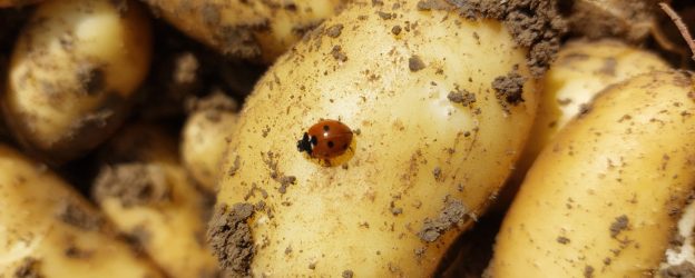 Frühkartoffeln 2021