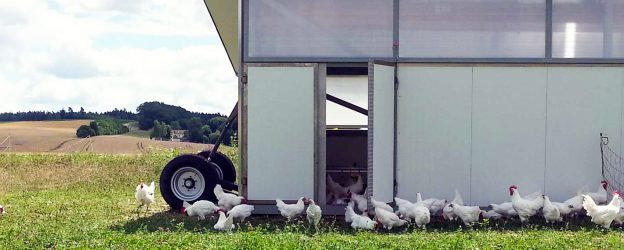 Eigene Bio-Masthähnchen aus dem Mobilstall